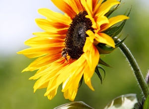 A sunflower and bee in The Dell Allotments